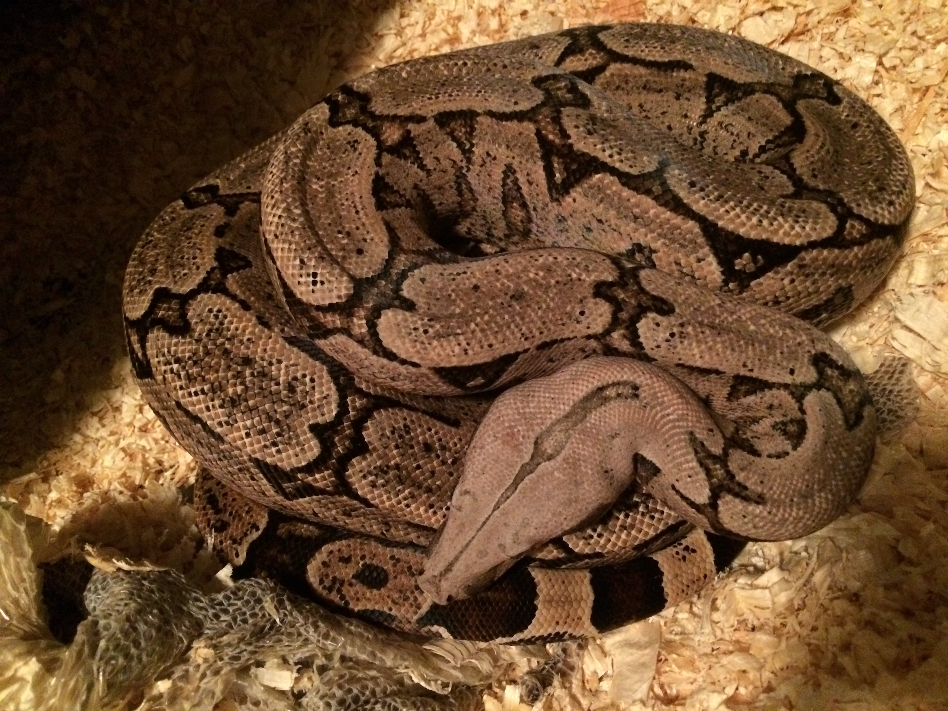 Bolivian Red Tailed Boa (Boa constrictor amarali)