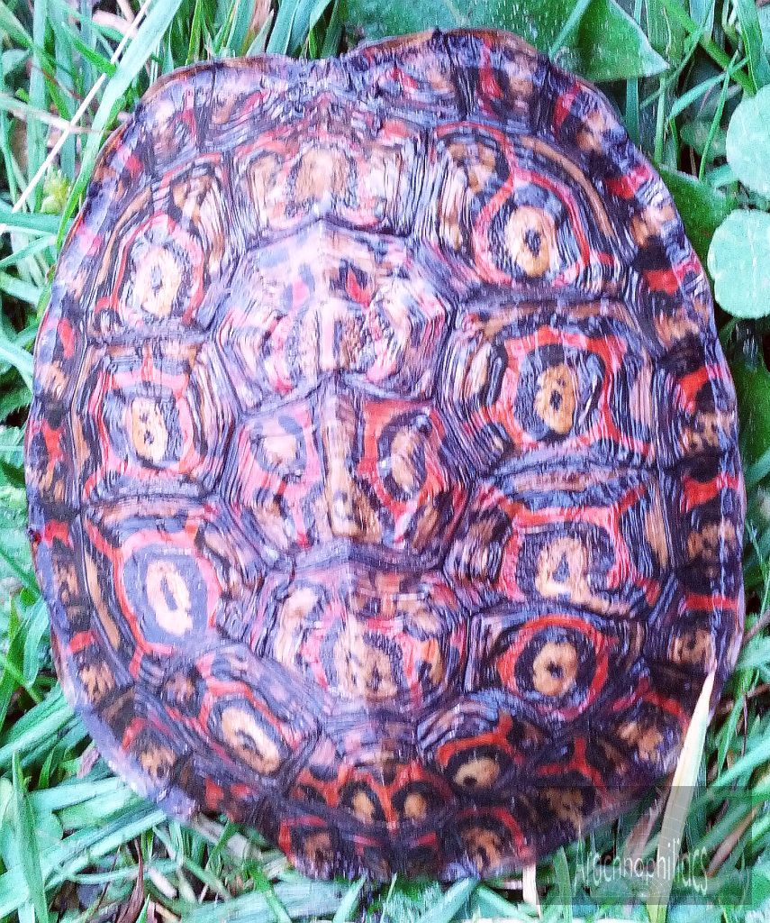central-american-wood-turtle-rhinoclemmys-pulcherrima-manni