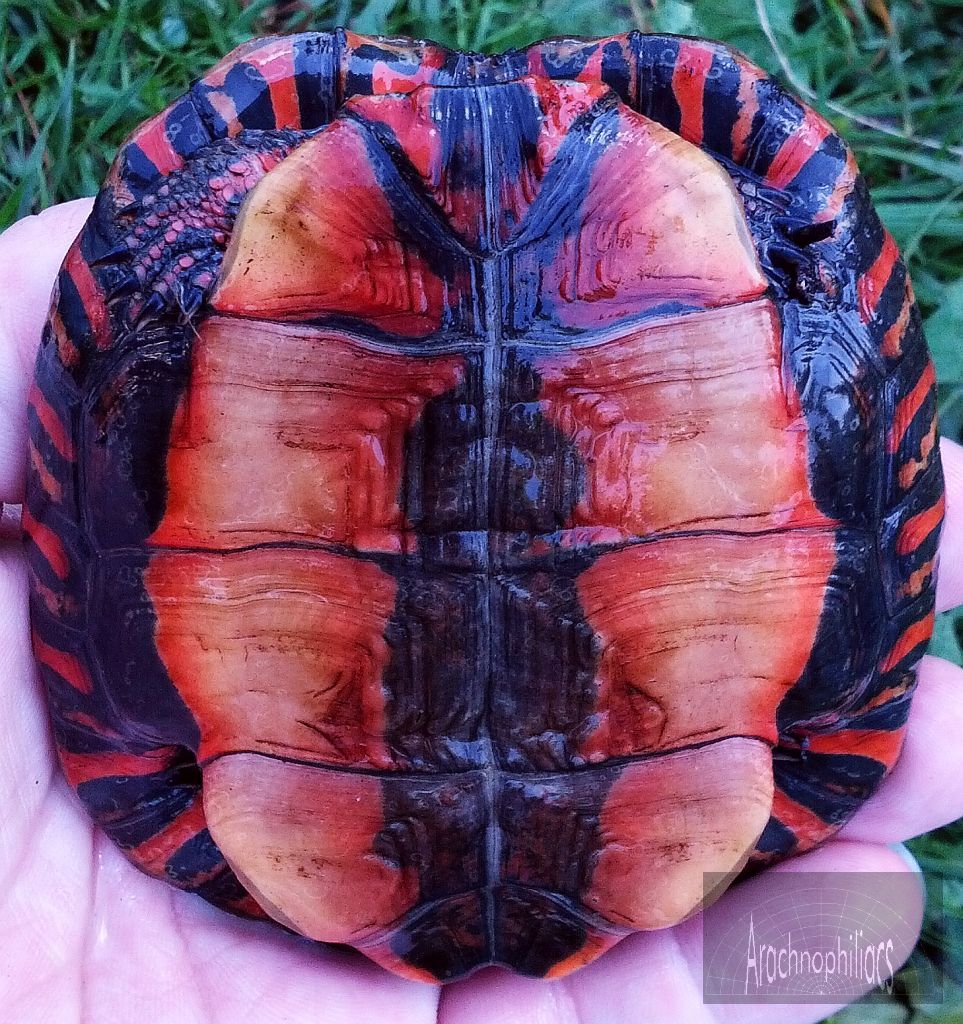 central-american-wood-turtle-rhinoclemmys-pulcherrima-manni